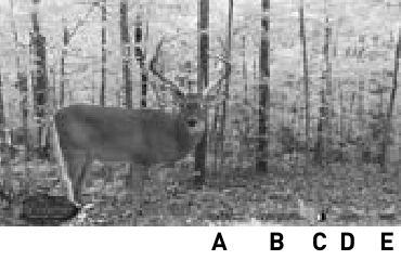 Wildgame Innovations - Shadow - Image Stamp Image Stamp