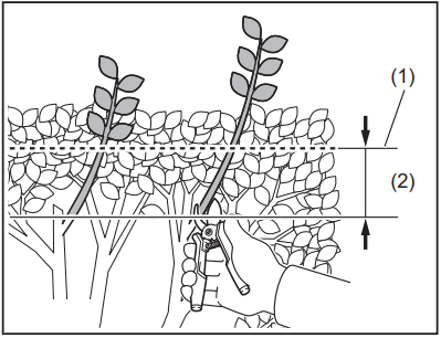 Makita - UH004G - OPERATION - Cutting the branches OPERATION - Cutting the branches