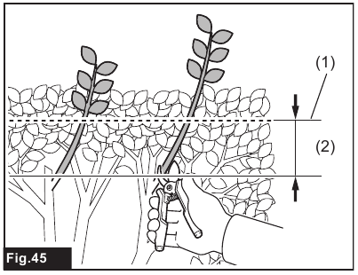 Makita - UM600D - Trimming (for hedge trimmer) - Step 1 Trimming (for hedge trimmer) - Step 1