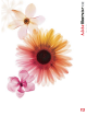 ADOBE ILLUSTRATOR CS2 User Manual
