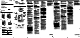 Sony TCM-450DV Operating Instructions