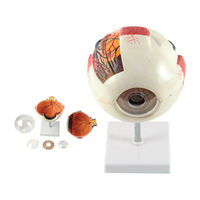 Realityworks Eye Anatomy Model Quick Start Manual