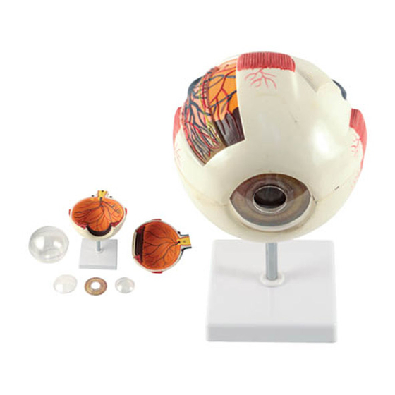 Realityworks Eye Anatomy Model Quick Start Manual
