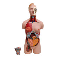 Realityworks Human Torso Model Natural Size Quick Start Manual