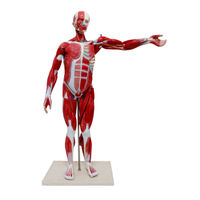 Realityworks Muscular Figure Tabletop Size Model Quick Start Manual