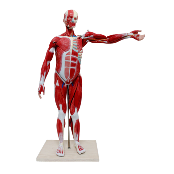 Realityworks Muscular Figure Tabletop Size Model Quick Start Manual