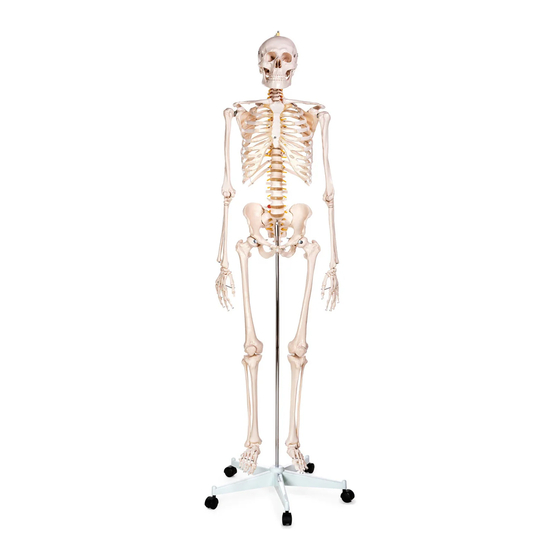 Realityworks Human Skeleton Natural Size Quick Start Manual