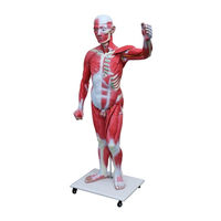Realityworks Muscular Figure Natural Size Quick Start Manual