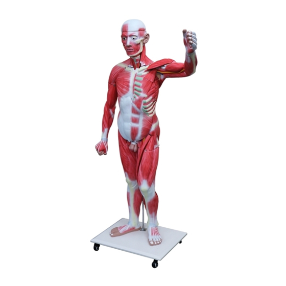 Realityworks Muscular Figure Natural Size Manuals