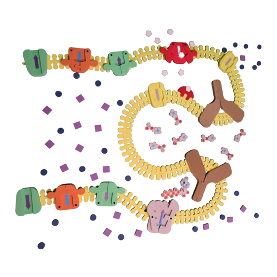 3D Molecular Designs Synapse Construction Kit Assembly Instructions